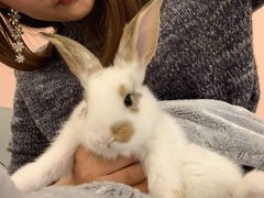 -浣熊柯尔鸭土拨鼠·电玩咖