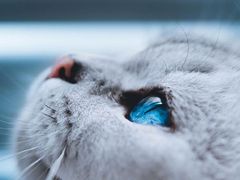 -70cat德文卷毛猫·缅因猫纯种猫舍