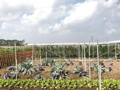 -迪茵湖田家舍生态农场