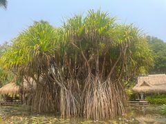 -中国科学院西双版纳热带植物园