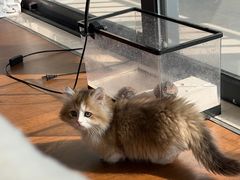 -欣宠猫屋·矮脚拿破仑·蓝金金渐层