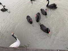 -溱湖国家湿地公园