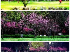 -花溪公园