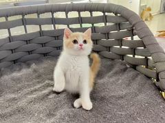 -lincat·猫舍(广州店)
