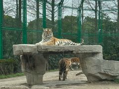 -上海野生动物园老虎餐厅