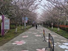 -高东镇樱花园
