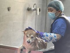 -宠福鑫康馨动物医院·骨科·眼科