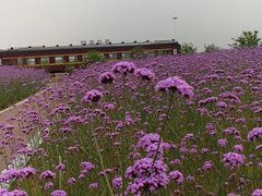 -西京湾花海