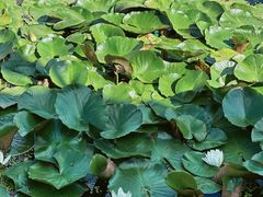 -长春市南湖公园