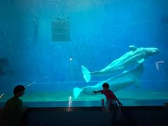 -芜湖新华联大白鲸海洋公园