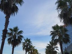 -金沙湖公园