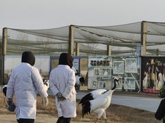 -盐城丹顶鹤湿地生态旅游区
