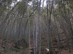 -波尔登森林公园