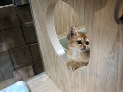 -屋虎猫馆(宝安大仟里店)