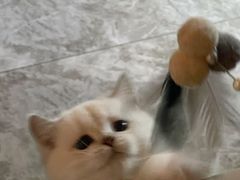 -老吴的猫·猫舍(新区店)
