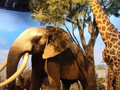 -陕西自然博物馆