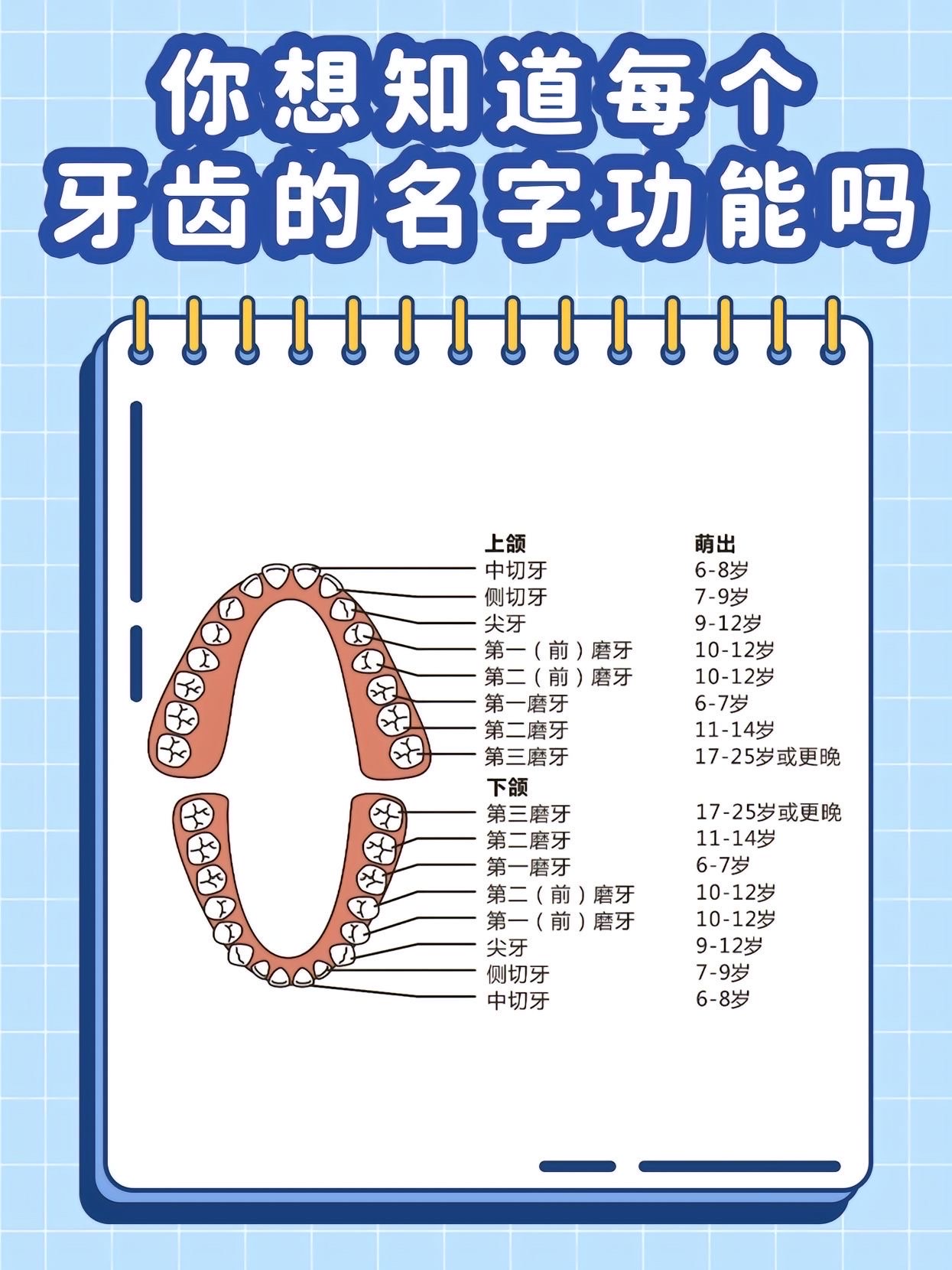 你想知道每个牙齿名字和功能吗?