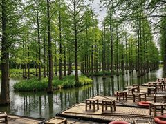 -泗洪洪泽湖湿地景区