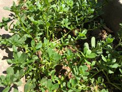 -洞背山庄(洞背院区式管理小区店)