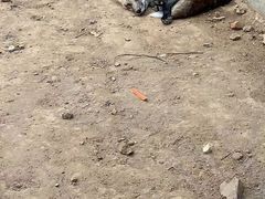 -无锡动物园·太湖欢乐园