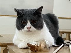 -李小姐の猫咖啡馆(五角场店)