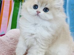 -小猫来了·猫咪专售(红山六九七九店)