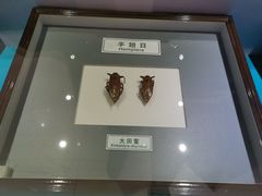 -上海昆虫博物馆