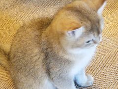 -猫大福·Fortune Cat猫舍(百子湾店)