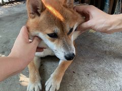 -柴犬高等学院·狗咖·柴犬售卖·宠物训练