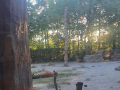 -上海野生动物园老虎餐厅