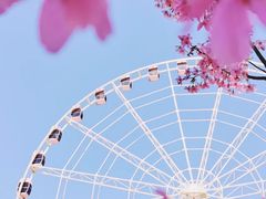 -顾村公园