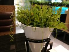 丝瓜苗-东椰·海南椰子鸡火锅(朝阳门店)