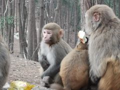 -黔灵山公园