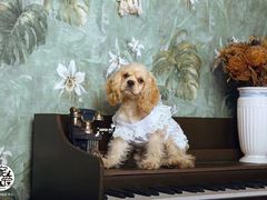 -超宠爱宠物摄影-Super pet