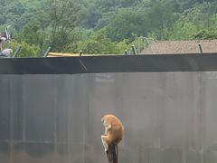 -上方山森林动物世界