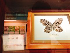 -上海大自然野生昆虫馆(东方明珠·爬宠昆虫探索中心)