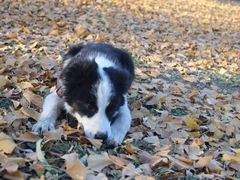 -碓臼峪自然风景区