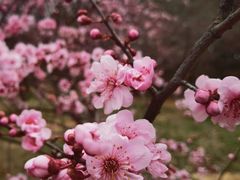 -无锡梅园公园