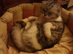 android_upload_pic-猫色咖啡·猫咖