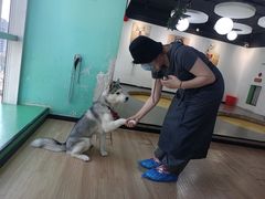 -Husky Go! 哈士奇体验馆·宠物咖啡厅狗咖