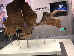 -北京周口店北京人遗址博物馆
