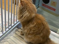 -藏猫猫咖啡主题馆(中央大道店)