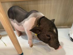 -Moni星球萌宠·小马宝莉·灵蛇·高端高阶全萌宠互动体验俱乐部(红豆国际广场店)