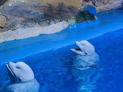 -海合安青岛极地海洋公园