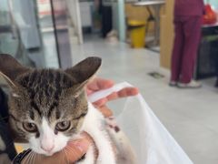 -中农大我爱我爱动物医院·核磁CT·猫病·24小时夜诊中心(石佛营店)