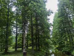 -黄海国家森林公园