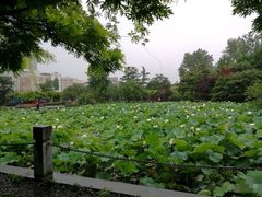 -嘉定紫藤园