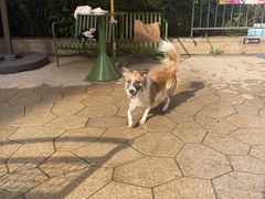 -帕帕拉兹宠物(亚洲旗舰店)