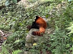 -都江堰中华大熊猫苑