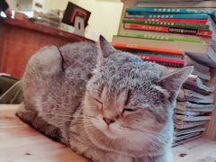 -猫色咖啡·猫咖
